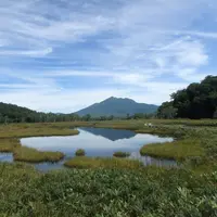 尾瀬の高山植物群落の写真・動画_image_8983