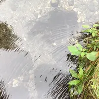 神の子池の写真・動画_image_92180