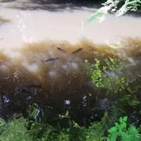 石上神宮の写真・動画_image_9461