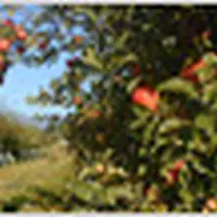 加藤農園の写真・動画_image_9529