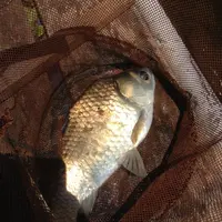 【閉店】つりぼり衆楽園の写真・動画_image_953