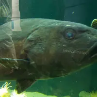 鶴岡市立加茂水族館（クラゲドリーム館）の写真・動画_image_9559