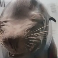 鶴岡市立加茂水族館（クラゲドリーム館）の写真・動画_image_9563