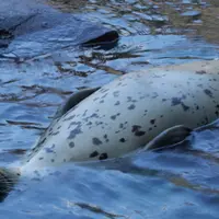 鶴岡市立加茂水族館（クラゲドリーム館）の写真・動画_image_9564