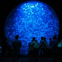 鶴岡市立加茂水族館（クラゲドリーム館）の写真・動画_image_9578