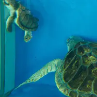 鶴岡市立加茂水族館（クラゲドリーム館）の写真・動画_image_9580