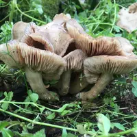 大江へき地保育所の写真・動画_image_98134