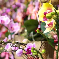 花市場の写真・動画_image_1003785