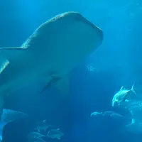 海遊館の写真・動画_image_1005732