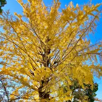 隨心院の写真・動画_image_1020071