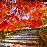 二尊院の写真・動画_image_1020077