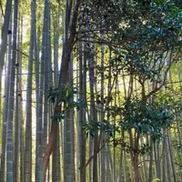 報国寺（竹寺）の写真・動画_image_1020708