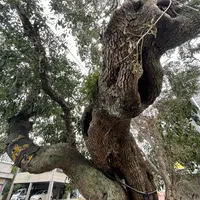 ナタオレノキの写真・動画_image_1022279