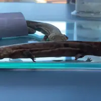 瑞穂ハンザケ自然館の写真・動画_image_1025763