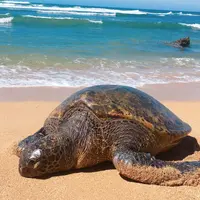 ハレイワ・アリイ・ビーチ・パークの写真・動画_image_1032262