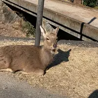 宮島（厳島）の写真・動画_image_1050863