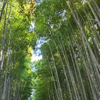 嵐山 竹林の小径の写真・動画_image_1062564
