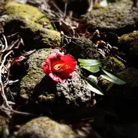 笠山の写真・動画_image_1075772