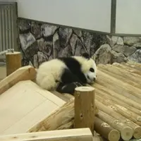 アドベンチャーワールドの写真・動画_image_110130