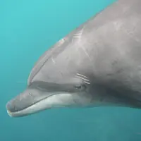 利島の写真・動画_image_110186