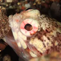 初島ダイビングセンターの写真・動画_image_110256