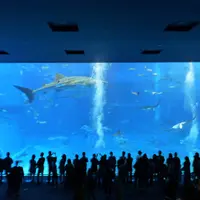 沖縄美ら海水族館の写真・動画_image_110534