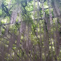 あしかがフラワーパークの写真・動画_image_1109168