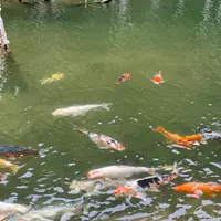 一の俣桜公園の写真・動画_image_1115643