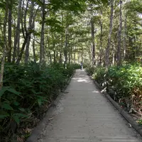 上高地自然研究路の写真・動画_image_111732