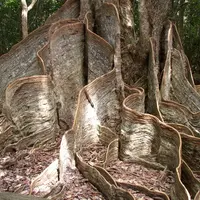 古見のサキシマスオウノキ群落の写真・動画_image_111763