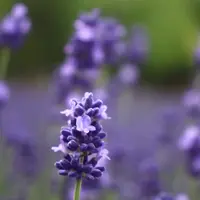 ファーム富田の写真・動画_image_1118427