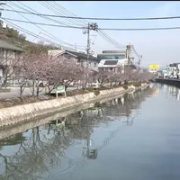 尾道の桜土手の写真・動画_image_1119396