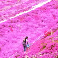 東藻琴芝桜公園の写真・動画_image_112139