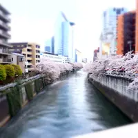 目黒川の写真・動画_image_112340