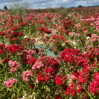 Farm Viltainの写真・動画_image_1123403