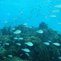 古座間味ビーチの写真・動画_image_112896