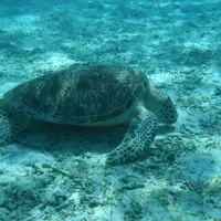 阿真ビーチの写真・動画_image_112902
