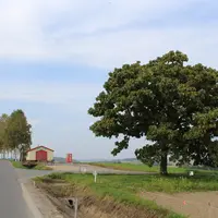 セブンスターの木の写真・動画_image_113142