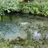 白川水源の写真・動画_image_1133057