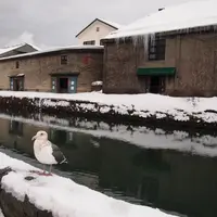 小樽運河の写真・動画_image_113470