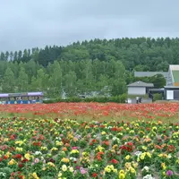 フラワーランドかみふらのの写真・動画_image_113554