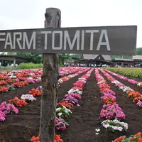 ファーム富田の写真・動画_image_113558