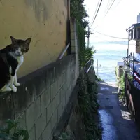 江の島の写真・動画_image_113649