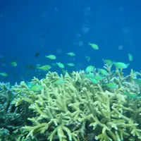 八重干瀬の写真・動画_image_113769