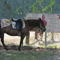 浅間トレッキングの写真・動画_image_113874