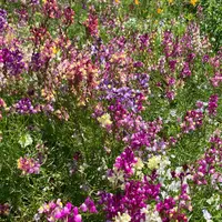 国営昭和記念公園の写真・動画_image_1142100
