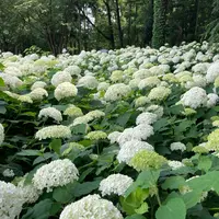 相模原北公園 アジサイ園の写真・動画_image_1142174