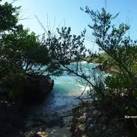 浜シタン群落の写真・動画_image_114394