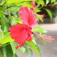 新石垣空港（南ぬ島石垣空港）の写真・動画_image_1144220