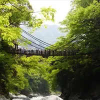 祖谷のかずら橋の写真・動画_image_115063